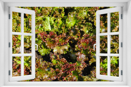 Fototapeta Naklejka Na Ścianę Okno 3D - Green lettuce growing in the home garden. Spring agricultural background.
