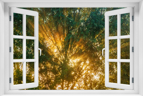 Fototapeta Naklejka Na Ścianę Okno 3D - rays of the rising sun shine through the forest thickets