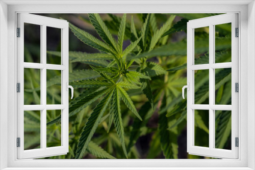 Fototapeta Naklejka Na Ścianę Okno 3D - Cannabis