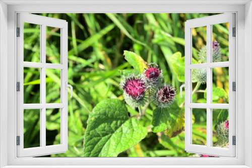 Fototapeta Naklejka Na Ścianę Okno 3D - thistle flower in a web close-up