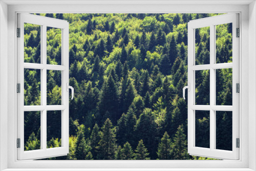 Fototapeta Naklejka Na Ścianę Okno 3D - Backlit pine tree forest