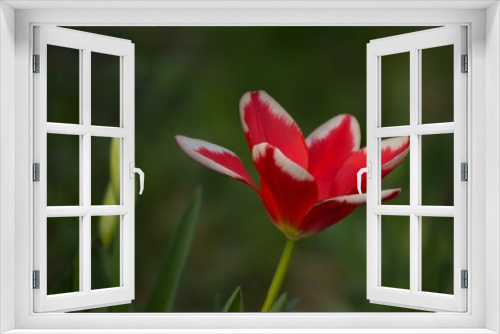 Fototapeta Naklejka Na Ścianę Okno 3D - Close-up of a red tulip flower on a green background. 
