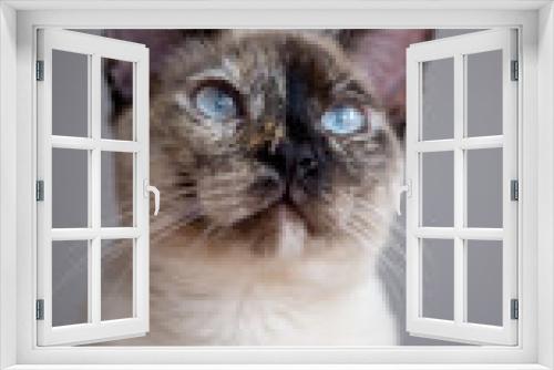Fototapeta Naklejka Na Ścianę Okno 3D - Blue eyes kitty