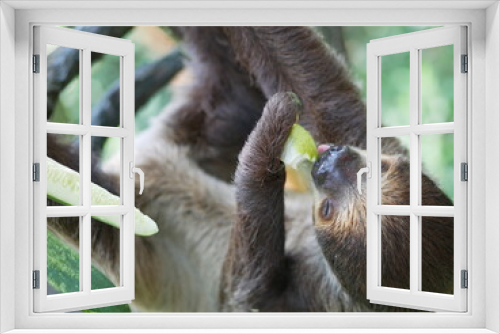 Fototapeta Naklejka Na Ścianę Okno 3D - Hanging sloth eats pear on a branch