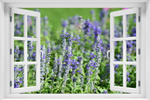 Fototapeta Naklejka Na Ścianę Okno 3D - Beautiful flowers and green leaves with light in the morning