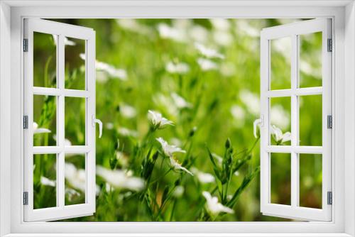 Fototapeta Naklejka Na Ścianę Okno 3D - Floral background