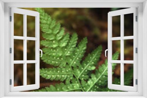 Fototapeta Naklejka Na Ścianę Okno 3D - Fresh green fern leaves in dark forest, closeup