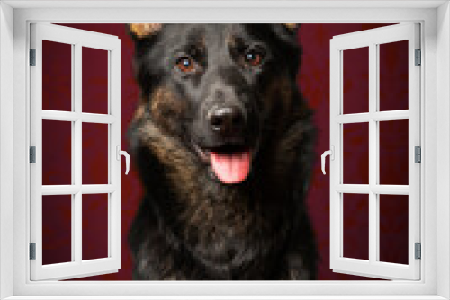 Fototapeta Naklejka Na Ścianę Okno 3D - portrait of German Shepherd dog. Black face with ears standing forward. 
