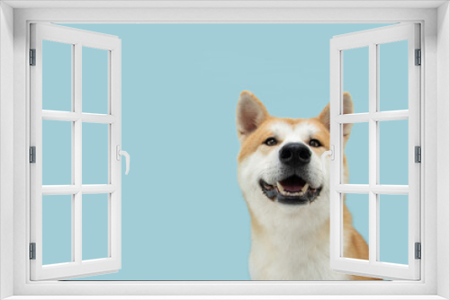 Fototapeta Naklejka Na Ścianę Okno 3D - Portrait happy smiling akita dog looking at camera. isolated on blue colored background.