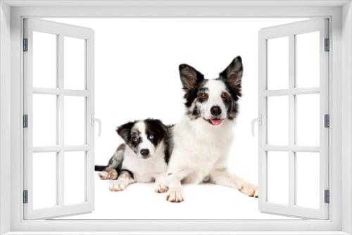 Fototapeta Naklejka Na Ścianę Okno 3D - Border collie and puppy dog in front of a white background