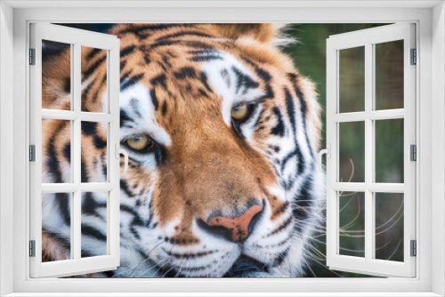 Fototapeta Naklejka Na Ścianę Okno 3D - A close up of face of a bengal tiger posing in a wildlife safari.