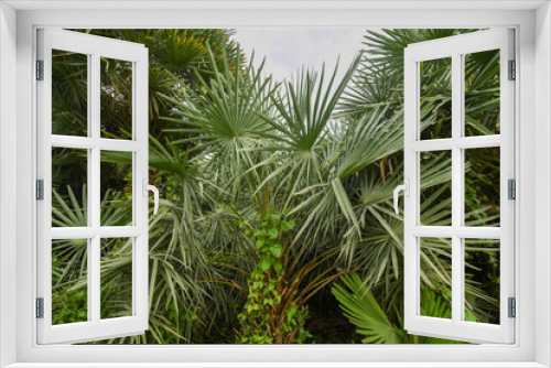 Fototapeta Naklejka Na Ścianę Okno 3D - Palm trees against blue sky, Palm trees at tropical coast, vintage toned and stylized, coconut tree,summer tree ,retro