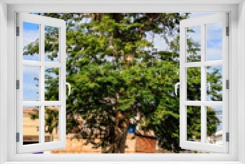 Fototapeta Naklejka Na Ścianę Okno 3D - Libidibia ferrea