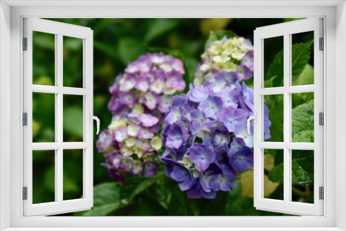 Fototapeta Naklejka Na Ścianę Okno 3D - 紫色の紫陽花