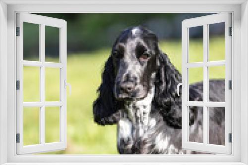 Fototapeta Naklejka Na Ścianę Okno 3D - english cocker spaniel head puppy