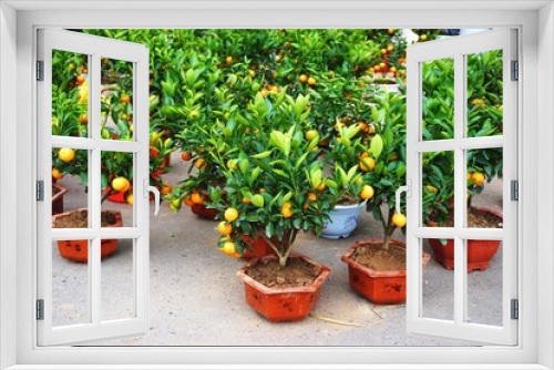 Fototapeta Naklejka Na Ścianę Okno 3D - Potted orange trees for sale at an outdoor market in Hanoi Vietnam.  The trees are a common gift for the Tet Lunar New Year holiday in Vietnam.