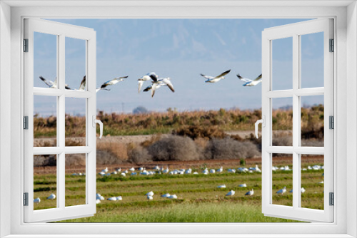 Fototapeta Naklejka Na Ścianę Okno 3D - flock of snow geese in migration near the salton sea Sonny Bono wildlife area