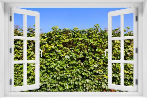 Fototapeta Naklejka Na Ścianę Okno 3D - Neatly cut green Ivy (hedera) hedge shrub background with a clear blue sky and copy space, stock photo image