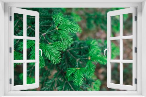 Fototapeta Naklejka Na Ścianę Okno 3D - Young shoots of blue spruce. Spring coniferous background. Coniferous branches close-up.