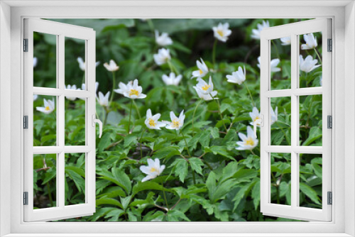 Fototapeta Naklejka Na Ścianę Okno 3D - In the wild bloom early spring perennial plant Anemone nemorosa