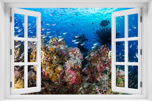 Fototapeta Naklejka Na Ścianę Okno 3D - Tropical fish and hard corals on a blue, warm water reef system