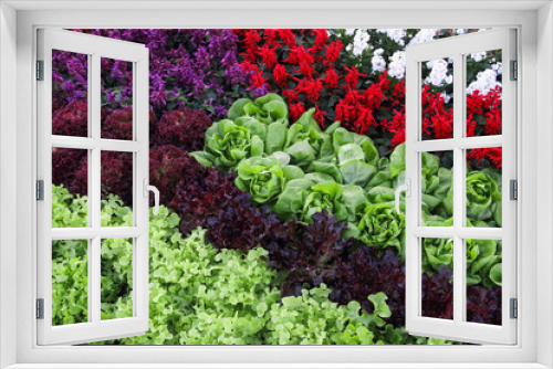 Fototapeta Naklejka Na Ścianę Okno 3D - various hydroponic vegetables and flowers farm