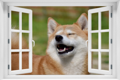 Fototapeta Naklejka Na Ścianę Okno 3D - 柴犬・笑顔・見上げる