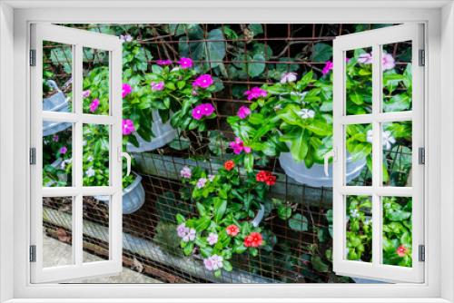 Fototapeta Naklejka Na Ścianę Okno 3D - selectively focus on impatiens flower plants