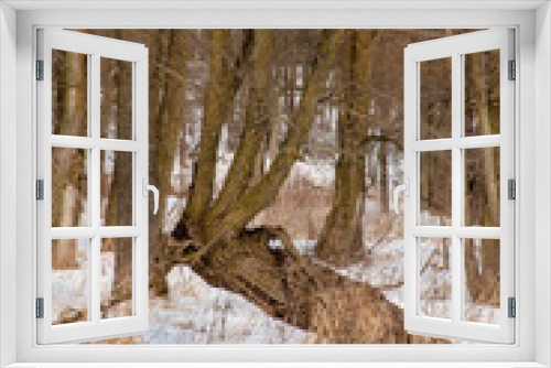 Fototapeta Naklejka Na Ścianę Okno 3D - Spooky Scary Creepy Tree