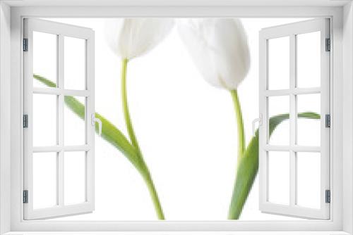 Fototapeta Naklejka Na Ścianę Okno 3D - Two white Tulips isolated on white background.