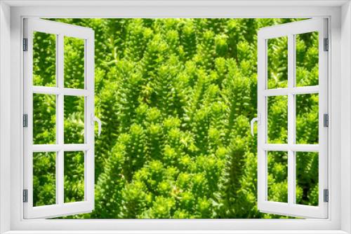 Fototapeta Naklejka Na Ścianę Okno 3D - Fond plantes succulentes