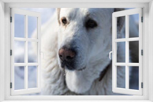 Fototapeta Naklejka Na Ścianę Okno 3D - Big white dog in snow