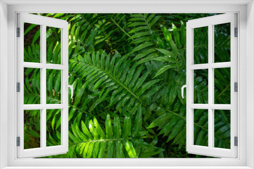 Fototapeta Naklejka Na Ścianę Okno 3D - fern leaf in the forest