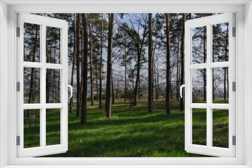 Fototapeta Naklejka Na Ścianę Okno 3D - Brzy na jaře v borovicovém lese,
pod stromy prosvítá čerstvý zelený trávník.