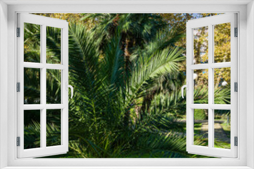 Fototapeta Naklejka Na Ścianę Okno 3D - Beautiful palm tree Canary Island Date Palm (Phoenix canariensis) in city park Sochi. Beautiful exotic landscape with big and young palms.