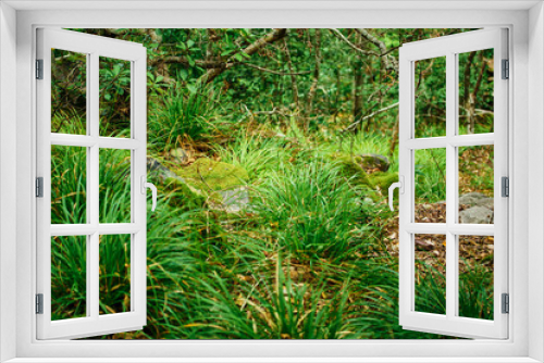 Fototapeta Naklejka Na Ścianę Okno 3D - Green Forrest floor