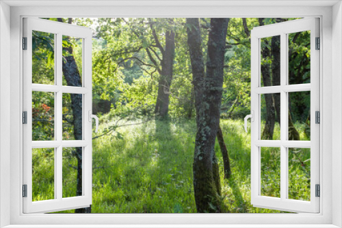 Fototapeta Naklejka Na Ścianę Okno 3D - Green forest landscpae