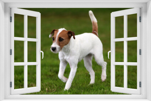 Fototapeta Naklejka Na Ścianę Okno 3D - Parson Jack Russell Terrier