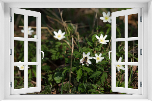 Fototapeta Naklejka Na Ścianę Okno 3D - Buschwindröschen, kleine weiße Blume im Frühling (Anemone nemorosa)