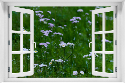 Fototapeta Naklejka Na Ścianę Okno 3D - meadow with flowers