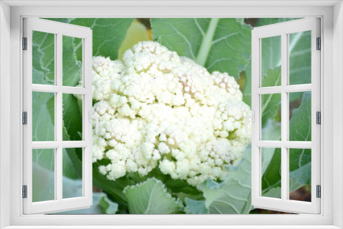 Fototapeta Naklejka Na Ścianę Okno 3D - the ripe green cauliflower plant in the garden.