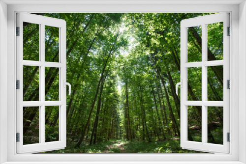 Fototapeta Naklejka Na Ścianę Okno 3D - trees in green forest 
