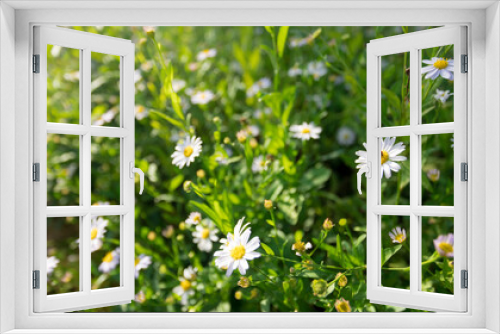 Fototapeta Naklejka Na Ścianę Okno 3D - field of Beautiful daisy flowers