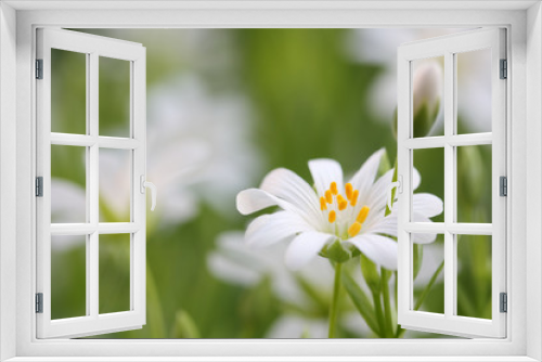 Fototapeta Naklejka Na Ścianę Okno 3D - white flower