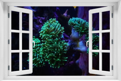 Fototapeta Naklejka Na Ścianę Okno 3D - Coral in Motion - Euphyllia Torch LPS coral