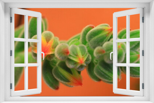 Fototapeta Naklejka Na Ścianę Okno 3D - hermosa plantas suculentas con su retono, de color rojo 