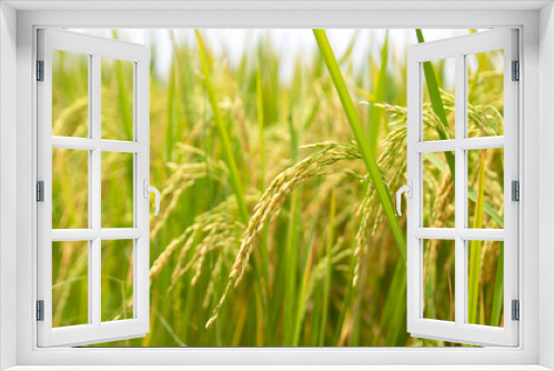 Fototapeta Naklejka Na Ścianę Okno 3D - Rice in the fields