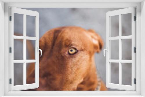 Fototapeta Naklejka Na Ścianę Okno 3D - Portrait of an magyar vizla. Close up of a dog. 
