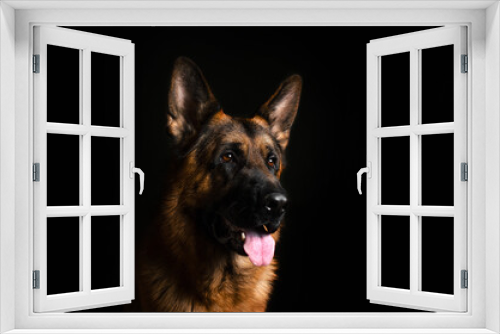 Fototapeta Naklejka Na Ścianę Okno 3D - german shepherd dog magical lovely portrait on black background
