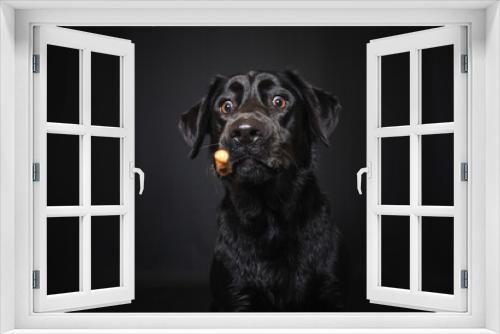 Fototapeta Naklejka Na Ścianę Okno 3D - Labrador Retriever im Fotostudio. Hund versucht essen zu fangen. Schwarzer Hund schnappt nach Treats und macht  witziges Gesicht